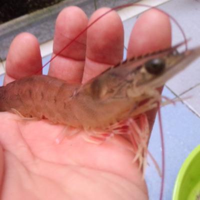 Một số ký sinh trùng gây hại cho tôm